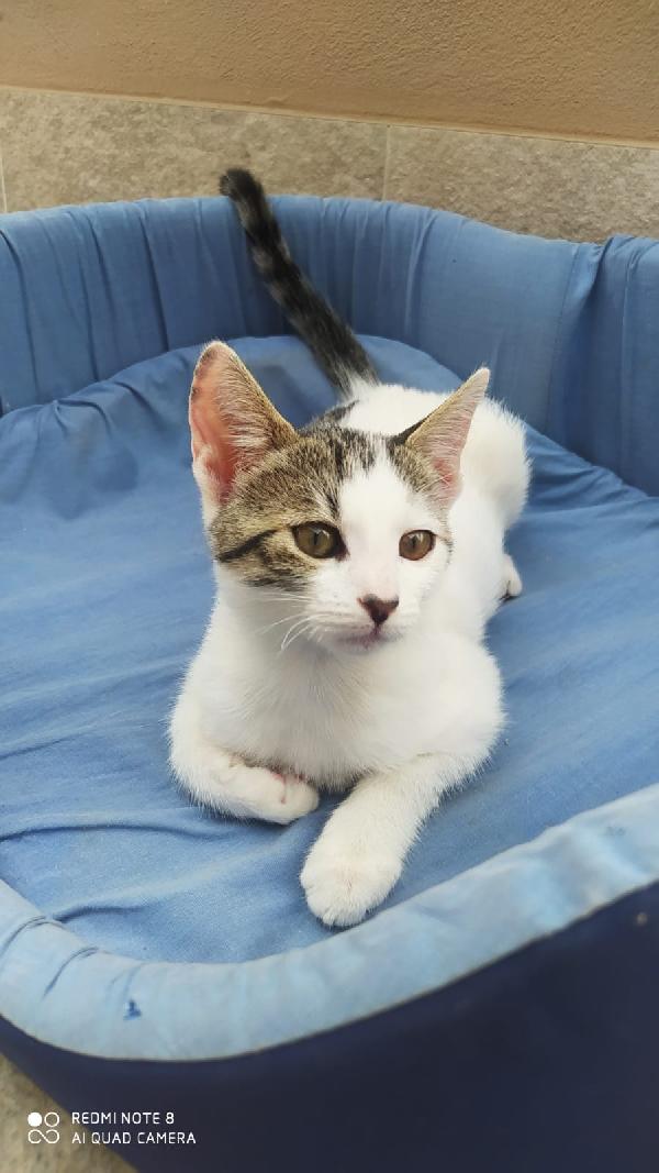 Nuvola Gattina Cucciola